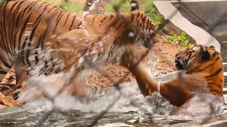 Hổ vằn đùa nghịch hồn nhiên, thích thú vầy nước với nhau